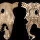 3D reconstruction of the cow skull, showing exterior and interior perspectives.